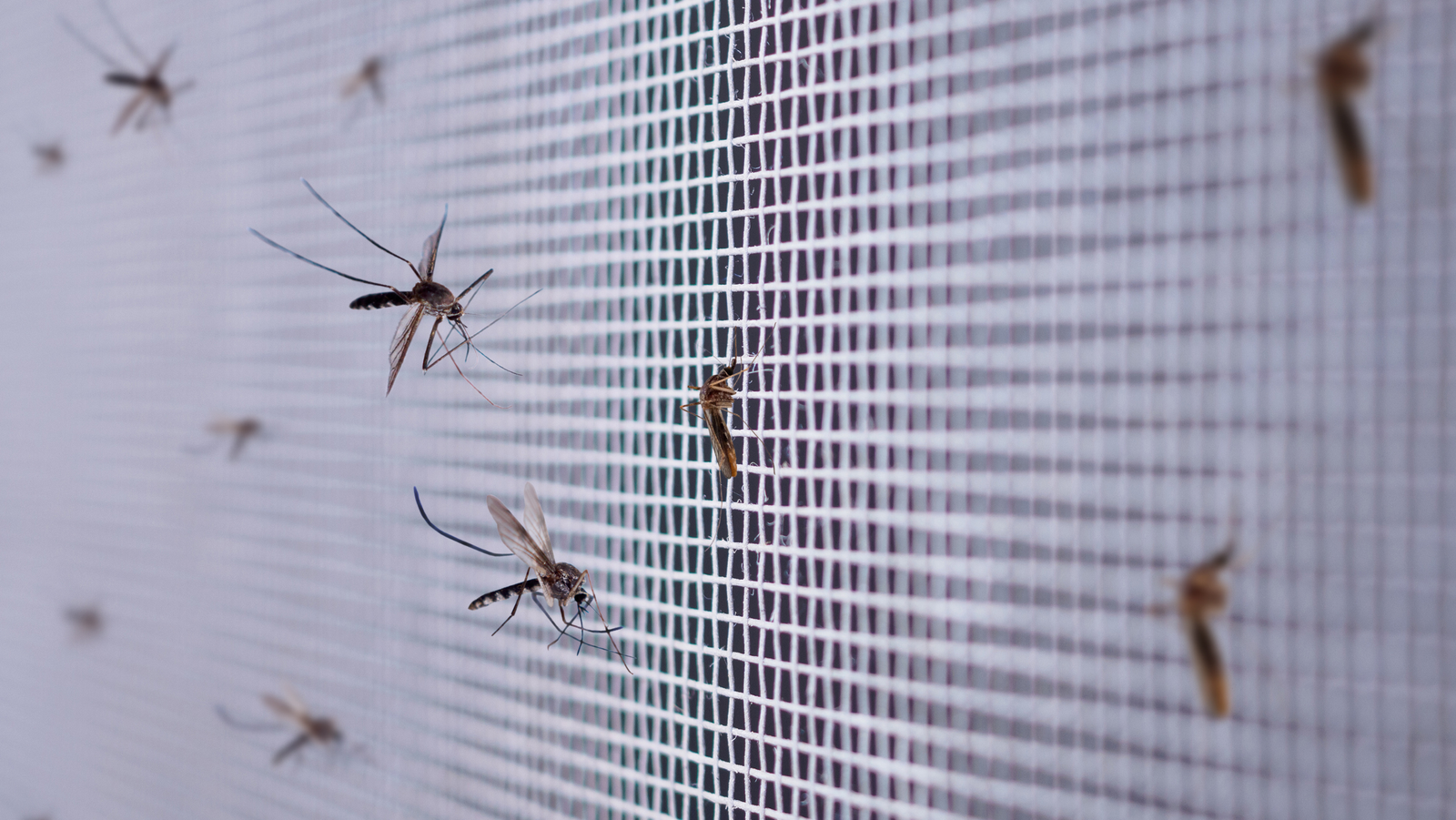 anti nuisible avec la moustiquaire de macs menuiserie sur lyon<br />
